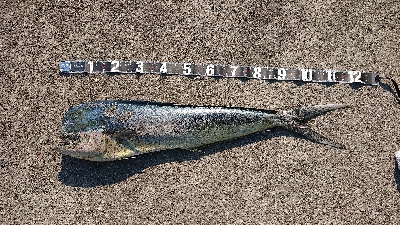 これが釣りたかった！