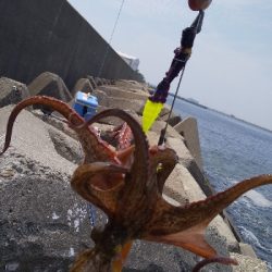 結構釣れました