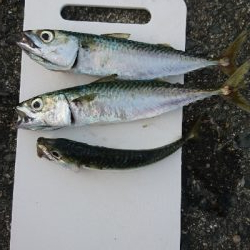 久々のタコ。ショアジグでツバス。