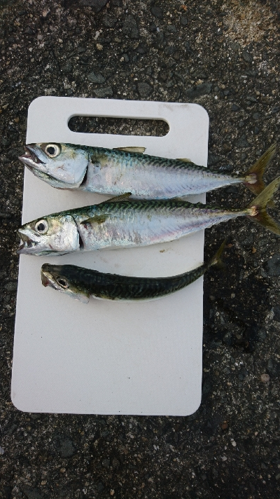 久々のタコ。ショアジグでツバス。