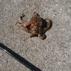 タコ４杯もエギ５個ロス