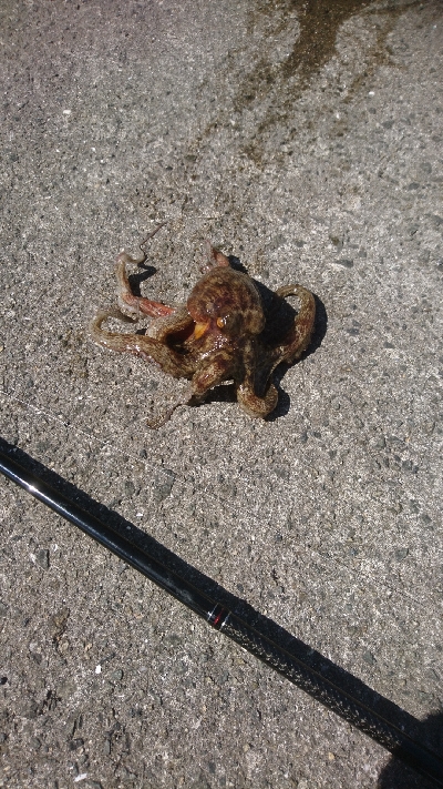 タコ４杯もエギ５個ロス