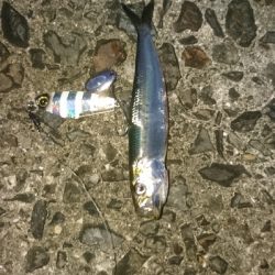 太刀魚狙うもイワシ、青物狙うもサバ