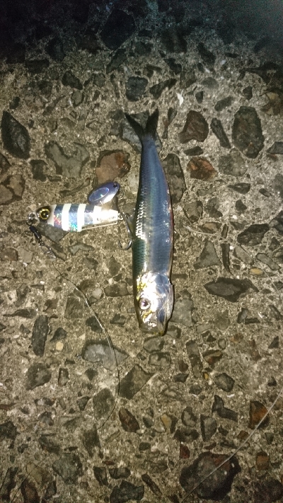 太刀魚狙うもイワシ、青物狙うもサバ