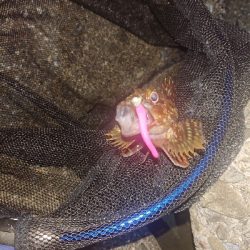 アジが、渋くなってきました。