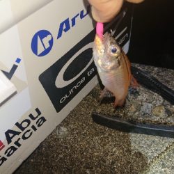 厳しくなってきました。