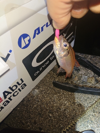 厳しくなってきました。