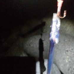 大阪湾タチウオ開幕