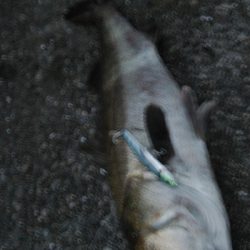 玉網の準備はお忘れ無く