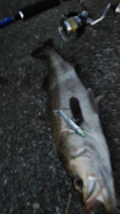 玉網の準備はお忘れ無く