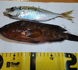 早朝コスモスクエア