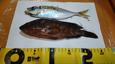 早朝コスモスクエア