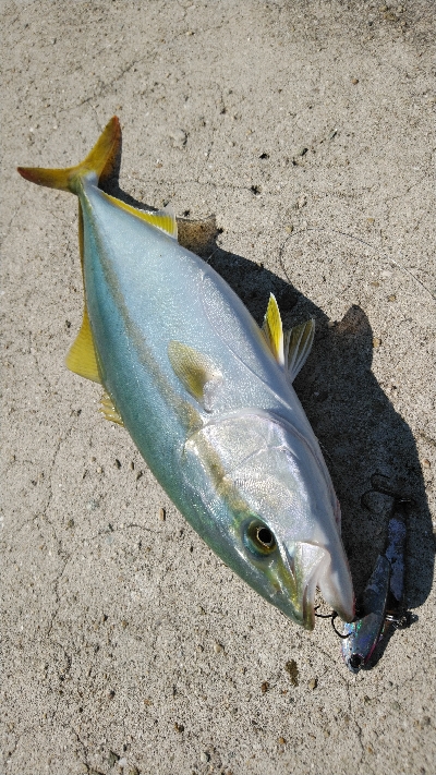 暑いけど粘れば何とか