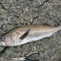 朝マズメ!!トップウォーターで居着きのシーバスをゲット!!