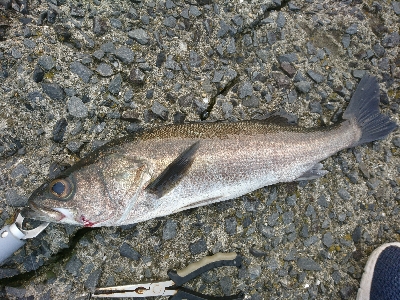 朝マズメ！！トップウォーターで居着きのシーバスをゲット！！