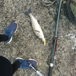 朝マズメのトップウォーターシーバス!!