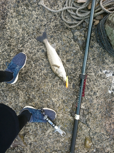 朝マズメのトップウォーターシーバス！！