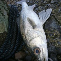 フラットフィッシュとシーバス狙い