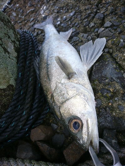 フラットフィッシュとシーバス狙い