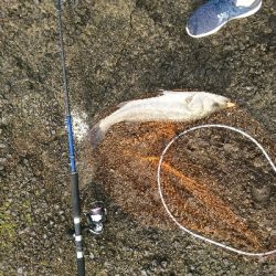 トップウォーターシーバス&チヌ