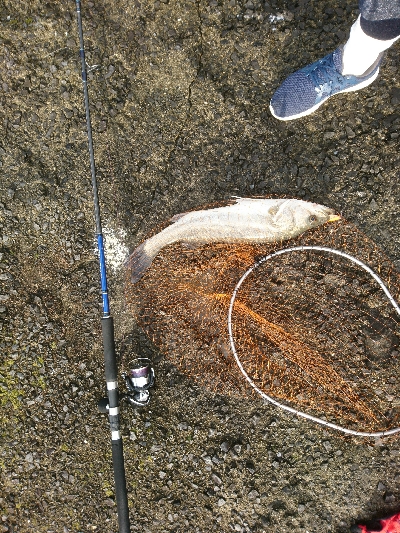 トップウォーターシーバス&チヌ