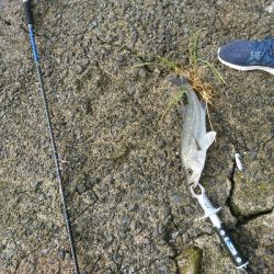 トップに反応がない日は、水面直下で勝負！！