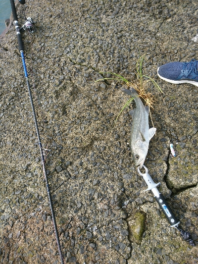 トップに反応がない日は、水面直下で勝負！！