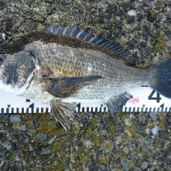 良型シーバス&チヌ爆発!!