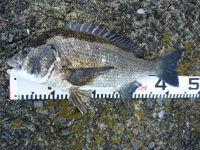 良型シーバス&チヌ爆発！！