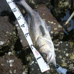 シーバスもメッキも飛び付いた!!真夏のトップウォーターゲーム!!