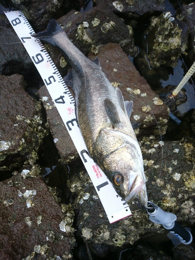 シーバスもメッキも飛び付いた！！真夏のトップウォーターゲーム！！