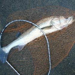 ランカーまで、もう少し74センチのシーバス！！