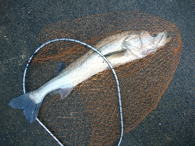 ランカーまで、もう少し74センチのシーバス！！