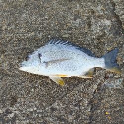 チヌ狙いでヘチ釣り