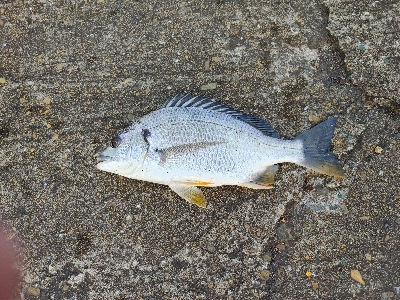 チヌ狙いでヘチ釣り