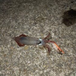 ケンサキイカ良好♪