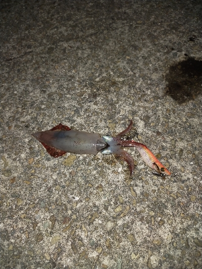 ケンサキイカ良好♪