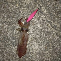 ケンサキイカ好調♪