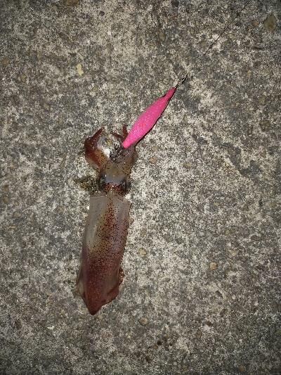 ケンサキイカ好調♪