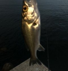 シーバス(チーバスのみ)ボイル！