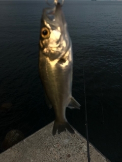 シーバス(チーバスのみ)ボイル！