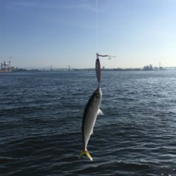 安定の朝イチ小鯖祭り。。