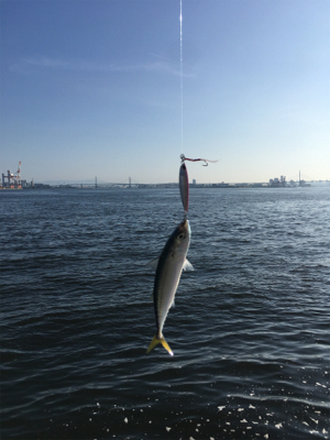 安定の朝イチ小鯖祭り。。