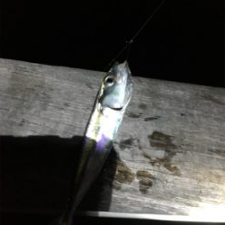 夜のベイト調査