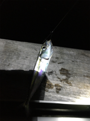 夜のベイト調査