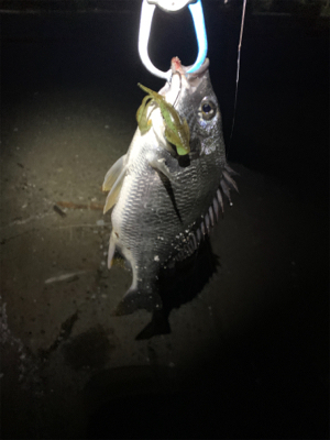 ナイトチニング！