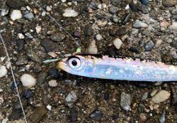 ガシラはよく釣れる^ ^♫