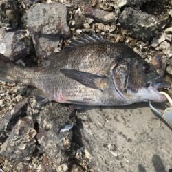 なんとかギリ歳無し