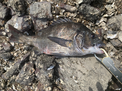 なんとかギリ歳無し