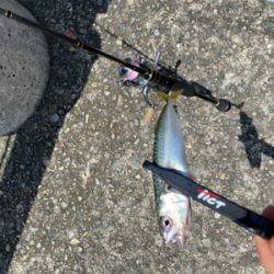 貸し切りデイアジング